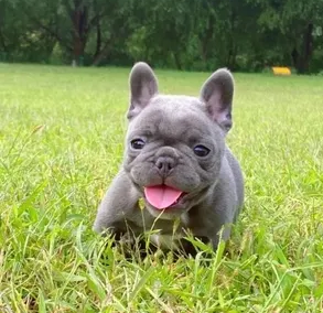 blue-fawn French Bulldogs