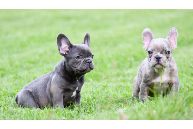 Blue Fawn French Bulldogs1