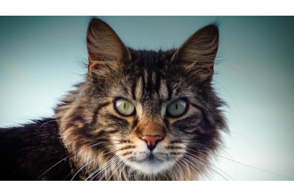 Maine Coon2