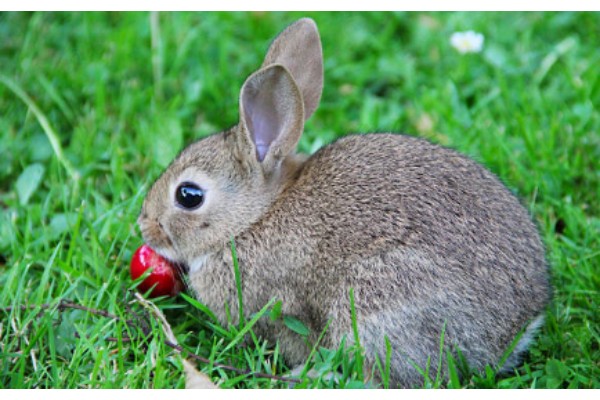 Rabbits Eat Cherrie