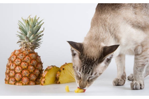 cat Pineapples