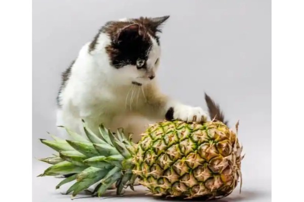 cat Pineapples3