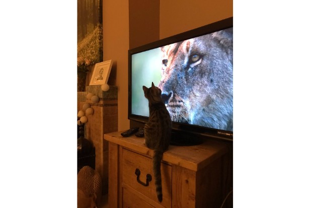 cat Tv