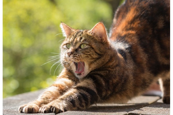 cat yawn4