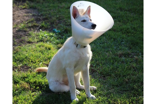 when to take cone off dog after neuter
