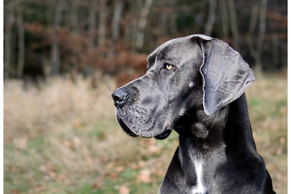 do great danes shed