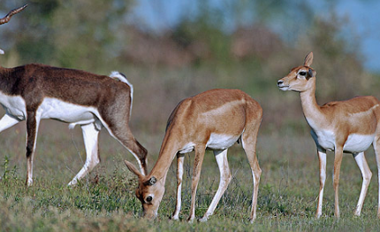 Antelope animal