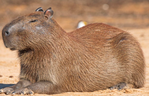 Capybara animal