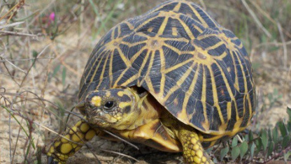 Geometric Tortoise animal