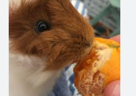 Guinea Pigs Eat Orange