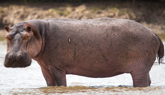 Hippopotamus animal