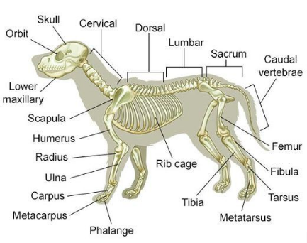 Skeletal Structure of Dogs