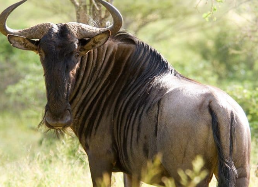 Wildebeest animal